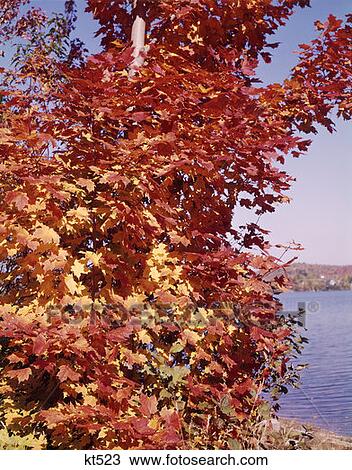 Vertical Autumn Foliage Maple Leaves Leaf By Lake View Large Photo Image Stock Image - Vertical Autumn Foliage Maple Leaves Leaf By Lake. Fotosearch