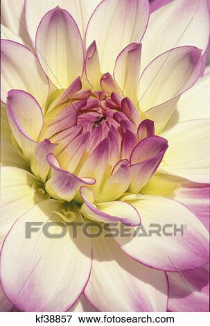 Victoria Ann Dahlia Swan Island Canby Oregon View Large Photo Image Stock Photo - Victoria Ann Dahlia Swan Island Canby Oregon . Fotosearch