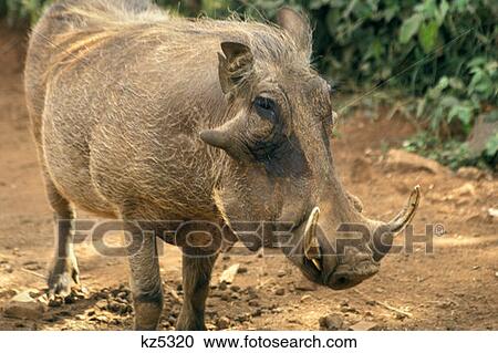Warthog Kenya View Large Photo Image Stock Image - Warthog Kenya. Fotosearch