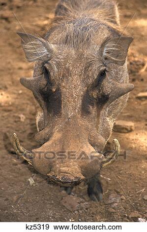 Stock Photo - Warthog Kenya. Fotosearch