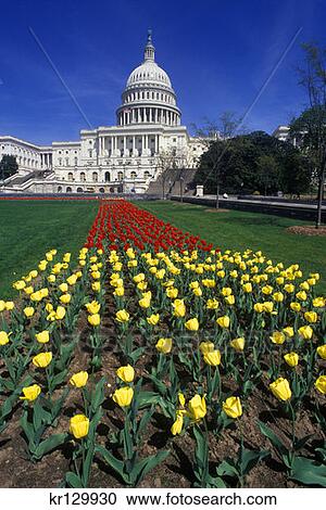 Washington Dc Capitol Building In Spring With Tulips View Large Photo Image Stock Image - Washington Dc Capitol Building In Spring With Tulips . Fotosearch