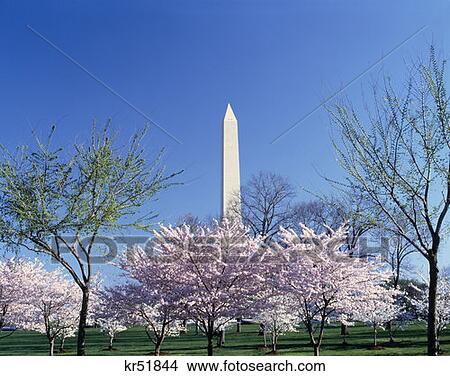 Washington Monument Washington Dc View Large Photo Image Picture - Washington Monument Washington Dc . Fotosearch