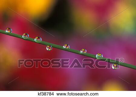 Water Droplets On Flower Stem Reflecting View Of Flowers Flowers In Background View Large Photo Image Picture - Water Droplets On Flower Stem Reflecting View Of Flowers Flowers In Background. Fotosearch