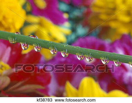 Stock Image - Water Droplets On Flower Stem Reflecting View Of Flowers Flowers In Background. Fotosearch