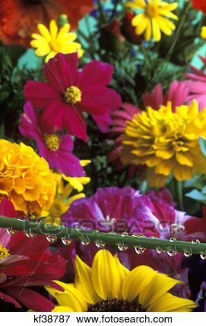 Water Droplets On Flower Stem Reflecting View Of Flowers Flowers In Background View Large Photo Image Stock Photo - Water Droplets On Flower Stem Reflecting View Of Flowers Flowers In Background. Fotosearch