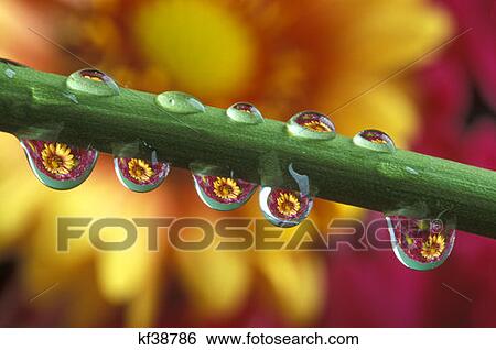 Water Droplets On Flower Stem Reflecting View Of Flowers Flowers In Background View Large Photo Image Stock Photograph - Water Droplets On Flower Stem Reflecting View Of Flowers Flowers In Background. Fotosearch