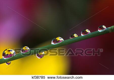 Water Droplets On Flower Stem Reflecting View Of Flowers Flowers In Background View Large Photo Image Stock Photography - Water Droplets On Flower Stem Reflecting View Of Flowers Flowers In Background. Fotosearch