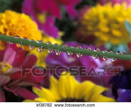 Water Droplets On Stem Of Flower Reflecting View Of Flowers Flowers In Background View Large Photo Image Stock Image - Water Droplets On Stem Of Flower Reflecting View Of Flowers Flowers In Background. Fotosearch