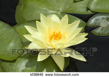 Water Lilly View Large Photo Image Stock Photograph - Water Lilly . Fotosearch