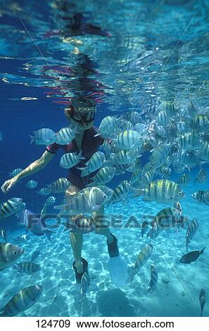 Watersports Snorkeler Feeding Sergeant Majors Caribbean View Large Photo Image Stock Photo - Watersports Snorkeler Feeding Sergeant Majors Caribbean. Fotosearch