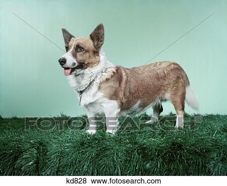 Welsh Corgi View Large Photo Image Stock Photo - Welsh Corgi. Fotosearch