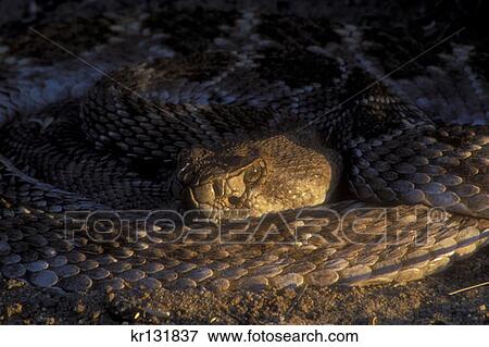 Western Diamondback Rattlesnake Croatalus Atrox Petroglyph National Monument View Large Photo Image Stock Photo - Western Diamondback Rattlesnake Croatalus Atrox Petroglyph National Monument . Fotosearch