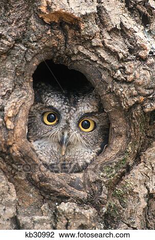 Western Screech Owl Otus Kennicotti Looking Out Of Hole In Tree View Large Photo Image Stock Image - Western Screech Owl Otus Kennicotti Looking Out Of Hole In Tree . Fotosearch