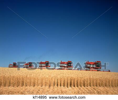Wheat Harvasting Combines Nebraska View Large Photo Image Stock Photography - Wheat Harvasting Combines Nebraska . Fotosearch