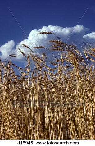 Stock Photography - Wheat Heads & Clouds In Nebraska . Fotosearch