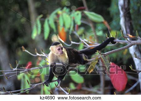 White Faced Capuchin Monkey Cebus Capucinus Costa Rica View Large Photo Image Stock Image - White Faced Capuchin Monkey Cebus Capucinus Costa Rica. Fotosearch