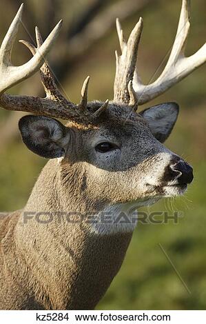 White Tailed Deer View Large Photo Image Picture - White Tailed Deer. Fotosearch