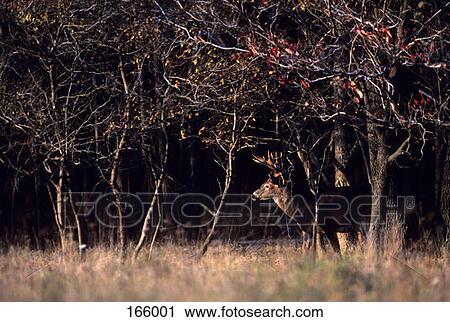 Whitetail Buck 11 Point Odocoileus Virginianus View Large Photo Image Stock Image - Whitetail Buck 11 Point Odocoileus Virginianus . Fotosearch