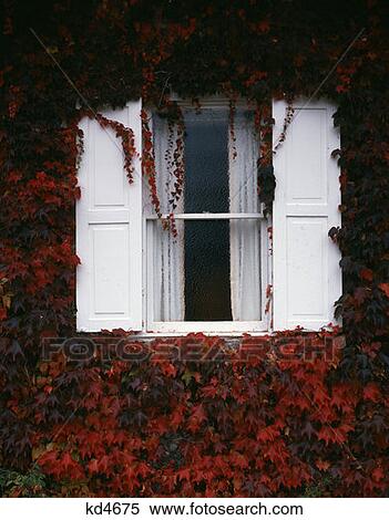 Window White Shutters Ivy Covered Building View Large Photo Image Stock Photography - Window White Shutters Ivy Covered Building. Fotosearch