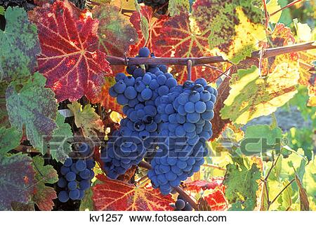 Wine Grapes On Vine With Fall Colored Leaves Napa Valley, California View Large Photo Image Stock Photo - Wine Grapes On Vine With Fall Colored Leaves Napa Valley, California. Fotosearch