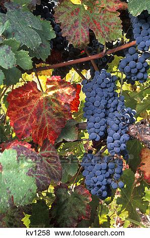 Wine Grapes On Vine With Fall Colored Leaves Napa Valley, California View Large Photo Image Stock Photo - Wine Grapes On Vine With Fall Colored Leaves Napa Valley, California. Fotosearch