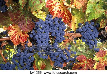 Wine Grapes On Vine With Fall Colored Leaves Napa Valley, California View Large Photo Image Stock Photograph - Wine Grapes On Vine With Fall Colored Leaves Napa Valley, California. Fotosearch