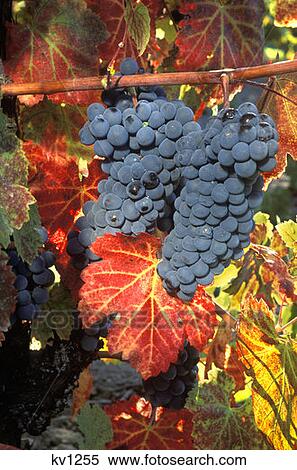 Wine Grapes On Vine With Fall Colored Leaves Napa Valley, California View Large Photo Image Stock Photography - Wine Grapes On Vine With Fall Colored Leaves Napa Valley, California. Fotosearch