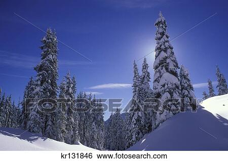Winter Forest Mount Jefferson Wilderness Willamette National Forest View Large Photo Image Stock Photograph - Winter Forest Mount Jefferson Wilderness Willamette National Forest . Fotosearch