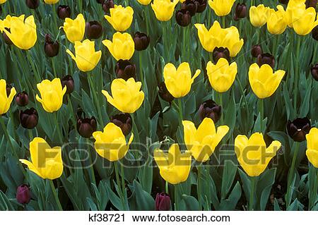 Yellow And Deep Purple Tulips Close Up Pella Ia View Large Photo Image Stock Image - Yellow And Deep Purple Tulips Close Up Pella Ia . Fotosearch