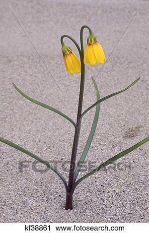 Stock Image - Yellow Bells On Dune Hanford Reach National Monument Washington . Fotosearch