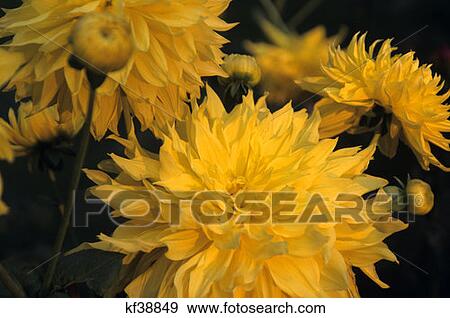 Stock Photo - Yellow Dahlias . Fotosearch