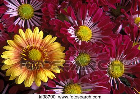 Yellow, Purple And Pink Flowers View Large Photo Image Stock Image - Yellow, Purple And Pink Flowers. Fotosearch