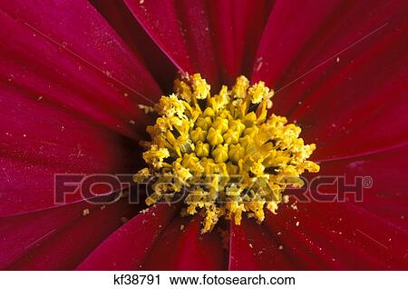 Yellow, Purple And Pink Flowers View Large Photo Image Stock Image - Yellow, Purple And Pink Flowers. Fotosearch
