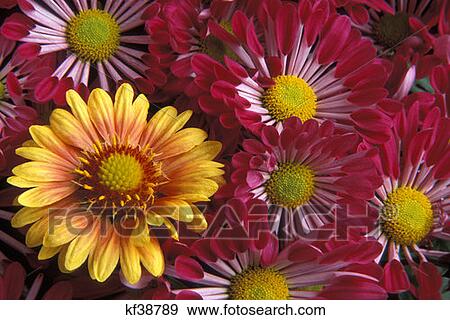 Yellow, Purple And Pink Flowers View Large Photo Image Stock Photo - Yellow, Purple And Pink Flowers. Fotosearch