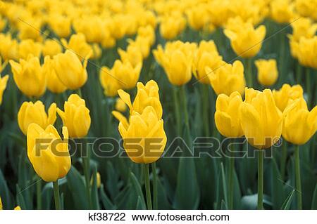 Yellow Tulips Close Up Pella Ia View Large Photo Image Stock Image - Yellow Tulips Close Up Pella Ia . Fotosearch