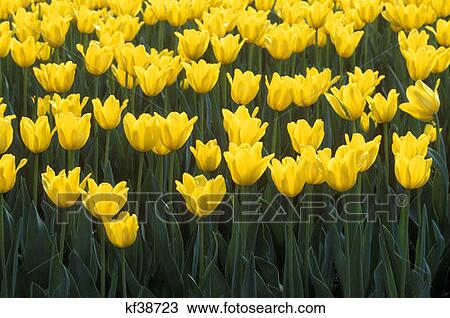 Yellow Tulips Close Up Pella Ia View Large Photo Image Stock Image - Yellow Tulips Close Up Pella Ia . Fotosearch