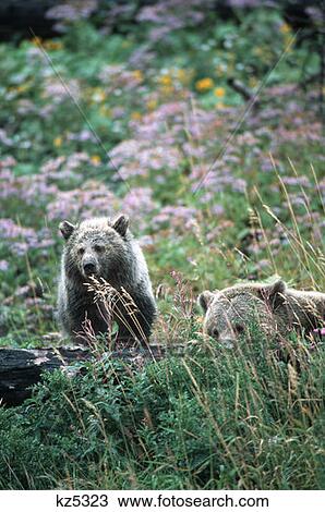 Yellowstone National Park, Wy Female Grizzly Bear And Cub View Large Photo Image Stock Image - Yellowstone National Park, Wy Female Grizzly Bear And Cub. Fotosearch