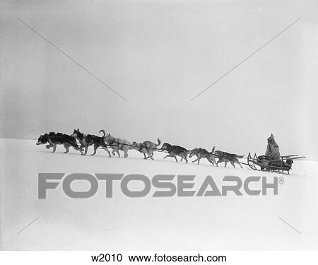 1920 1920S 1930 1930S Dog Ledding In Winter Sled Dogs Using Harnesses To Pull Rider Through Trecherous Conditions View Large Photo Image Stock Image - 1920 1920S 1930 1930S Dog Ledding In Winter Sled Dogs Using Harnesses To Pull Rider Through Trecherous Conditions . Fotosearch