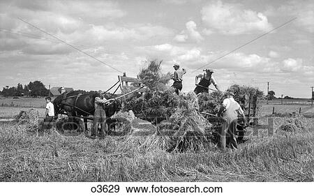 1920 1920S 1930 1930S Men Loading Hay On To Back Horse & Wagon Haying Harvest Farming Work Workers Boy Holding Horses View Large Photo Image Stock Photo - 1920 1920S 1930 1930S Men Loading Hay On To Back Horse & Wagon Haying Harvest Farming Work Workers Boy Holding Horses . Fotosearch