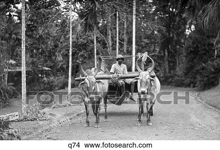 1920 1920S 1930 1930S Native Man Driving Water Buffalo Cart Singapore Rrr Retro View Large Photo Image Picture - 1920 1920S 1930 1930S Native Man Driving Water Buffalo Cart Singapore Rrr Retro . Fotosearch