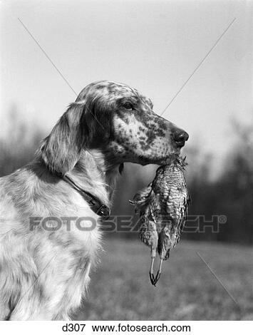 Stock Photo - 1920S English Setter Holding Retrieved Bird In Mouth . Fotosearch