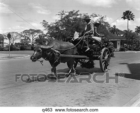 Stock Image - 1930 1930S 1940 1940S 2 Native Men Upon A Loaded Water Buffalo Cart Manila Rrr Retro . Fotosearch