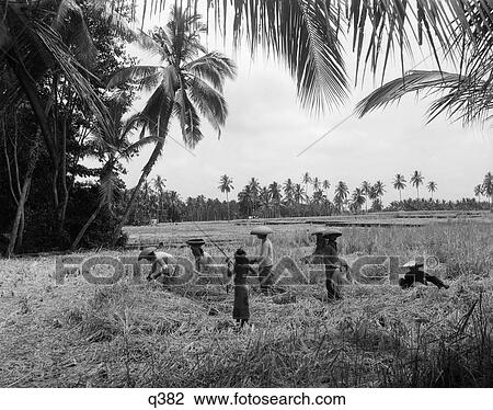 Stock Image - 1930 1930S 7 Balinese Workers In Rice Paddy During Harvest Harvesting Farm Farming Agriculture Bali Indonesia Rrr Retro. Fotosearch