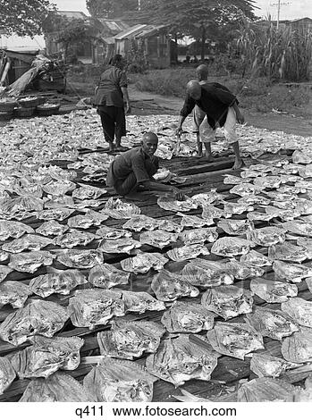 1930 1930S Group Malaysian Workers In Penang Drying Fish Dried Food Fishing Retro View Large Photo Image Stock Image - 1930 1930S Group Malaysian Workers In Penang Drying Fish Dried Food Fishing Retro . Fotosearch