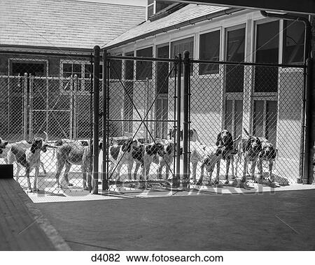 1930 1930S Kennel Yard Full Fox Hound Foxhounds Dogs Wire Fence Cage Kennels Hunting Dogs Breed Retro View Large Photo Image Stock Image - 1930 1930S Kennel Yard Full Fox Hound Foxhounds Dogs Wire Fence Cage Kennels Hunting Dogs Breed Retro . Fotosearch
