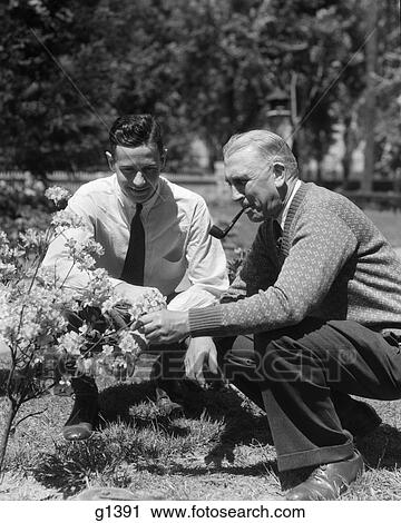 1930S 1940S 2 Adult Men Father & Son Kneeling In Garden Looking At Flowering Shrub View Large Photo Image Stock Image - 1930S 1940S 2 Adult Men Father & Son Kneeling In Garden Looking At Flowering Shrub . Fotosearch