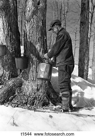 1930s, 1940s, mann, klopfen, ahorn, zucker, bäume, in, maine Bild