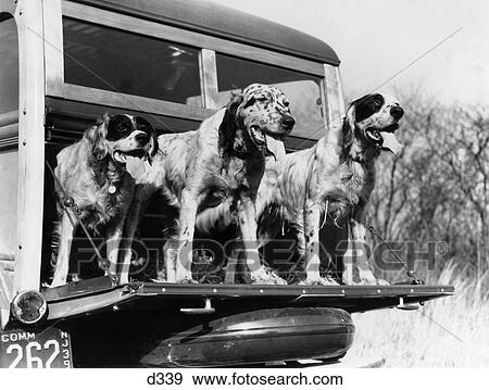 1930S 1940S Setter Hunting Dogs On Back Of Woodie Station Wagon View Large Photo Image Stock Photo - 1930S 1940S Setter Hunting Dogs On Back Of Woodie Station Wagon . Fotosearch