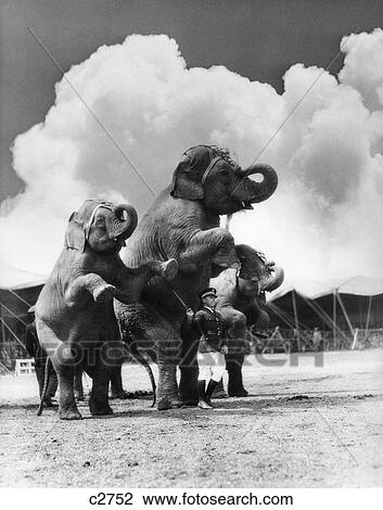 Stock Image - 1930S Circus Trainer In Front Of 3 Elephants Elephas Maximus Indicus Standing On Hind Legs . Fotosearch