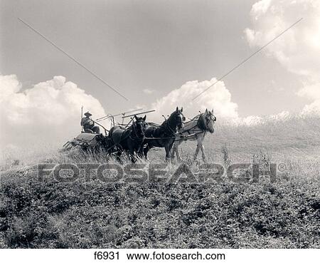 1930S Farmer In Overalls & Straw Hat Driving Harvester Drawn By Three Horses View Large Photo Image Stock Image - 1930S Farmer In Overalls & Straw Hat Driving Harvester Drawn By Three Horses . Fotosearch